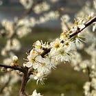 The Quickening New Eclipse Moon and Blackthorn Blossoms.