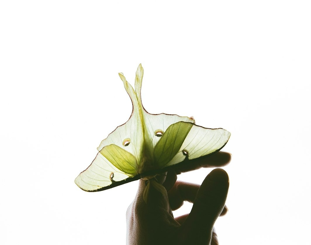 person holding green butterfly
