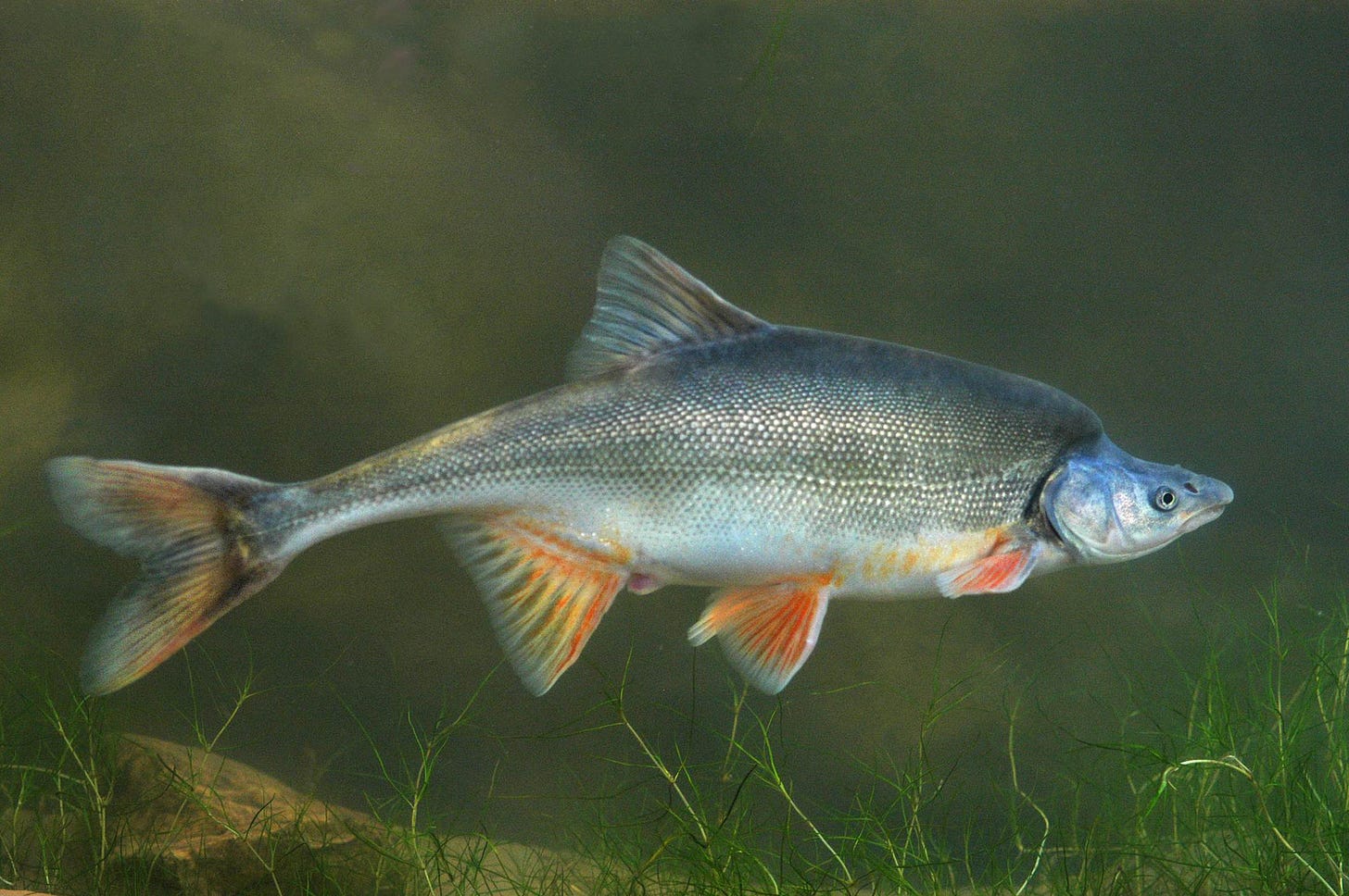 A fish swimming in the water

AI-generated content may be incorrect.