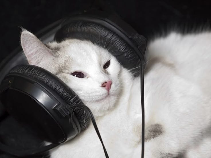 Silly Cat with Headphones