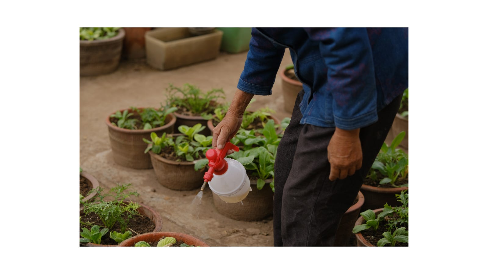 How to Grow Food Even If You Don’t Have Land