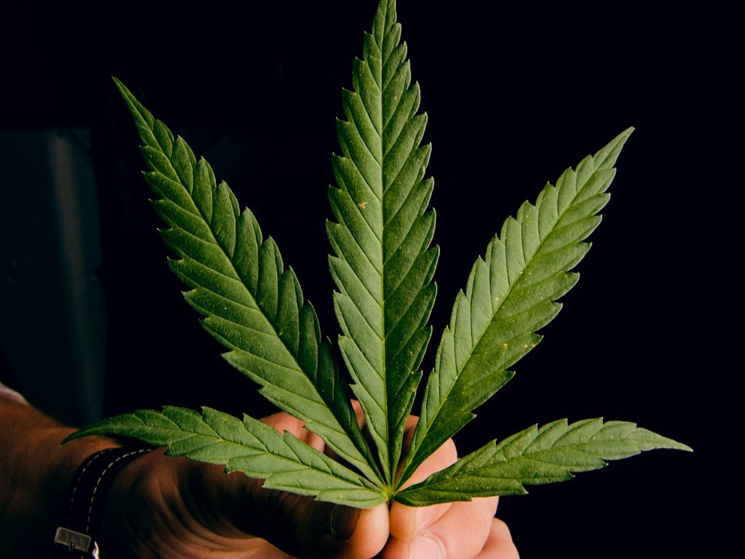 Cannabinoid Medical Company Announces Completion of Major Non-binding Term Sheets