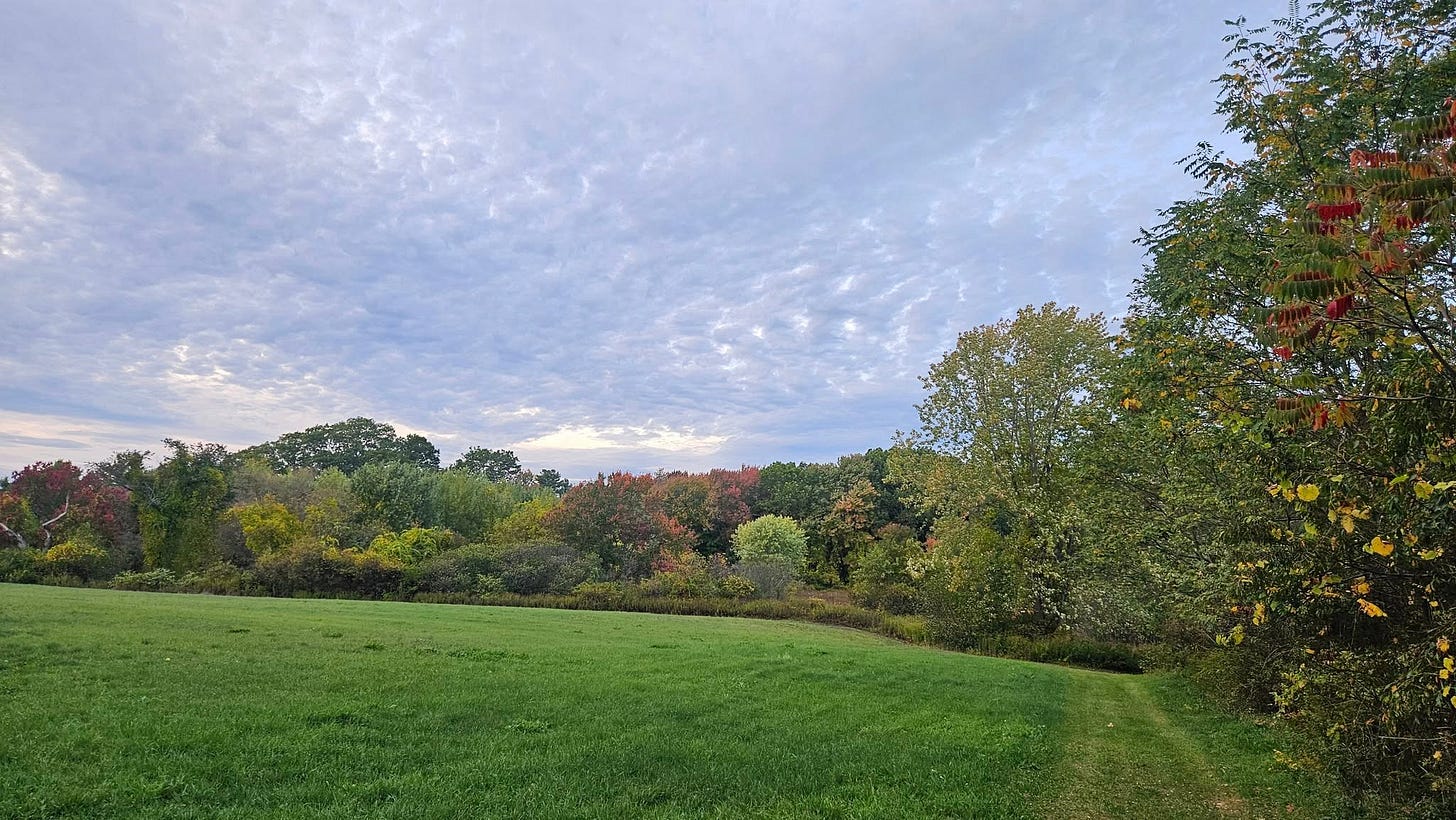 May be an image of deer, tree, grass and golf course