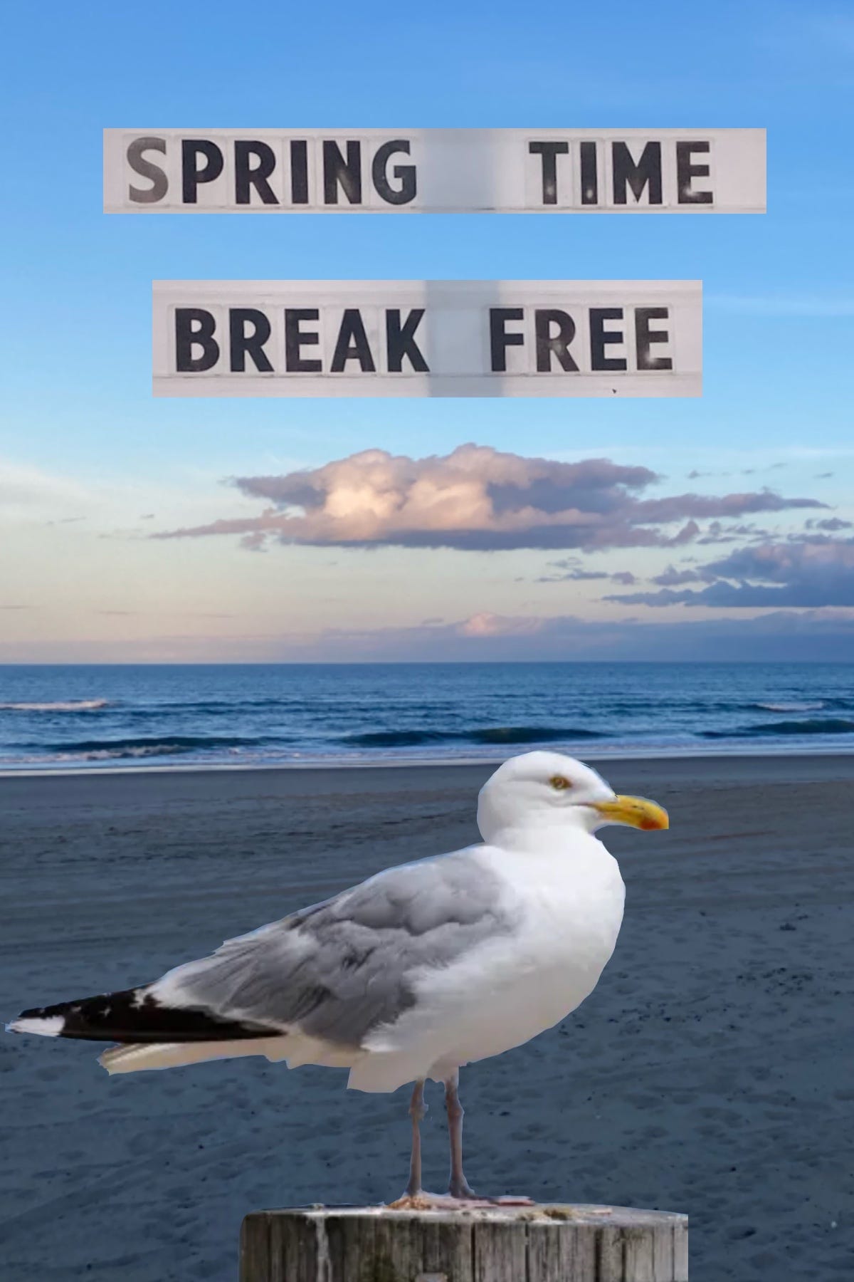 Photo of beach with seagull and words: “SPRING TIME / BREAK FREE”