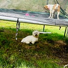 đŞˇTo Build a Bridge