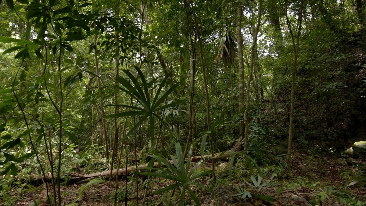 Exclusivo: megalópole maia é revelada sob floresta da Guatemala por  varredura de laser | National Geographic