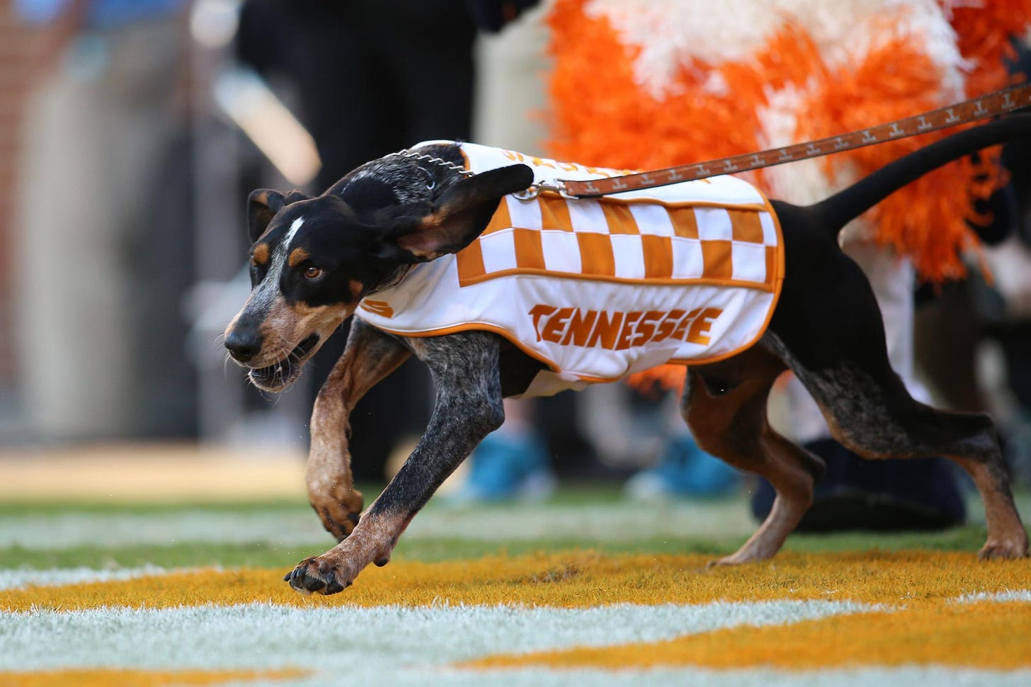 SMOKEY TN VOLS MASCOT EVERYTHING YOU WANT TO KNOW - Rocky Top Gifts