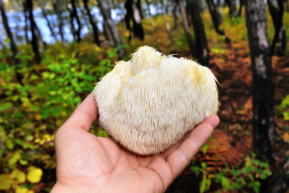 A new study published in the Journal of Neurochemistry has revealed that one particular mushroom may also be excellent at boosting nerve growth and enhancing memory.