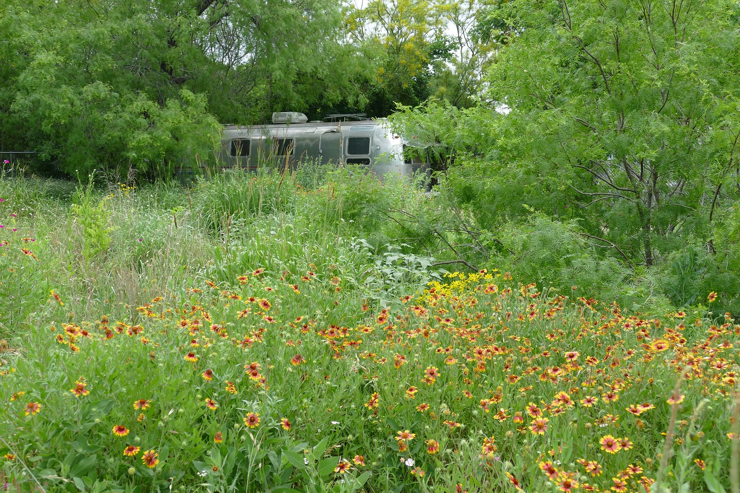 Lush green grass and wildflowers around an old Airstream trailer in the front yard of Edgeland House