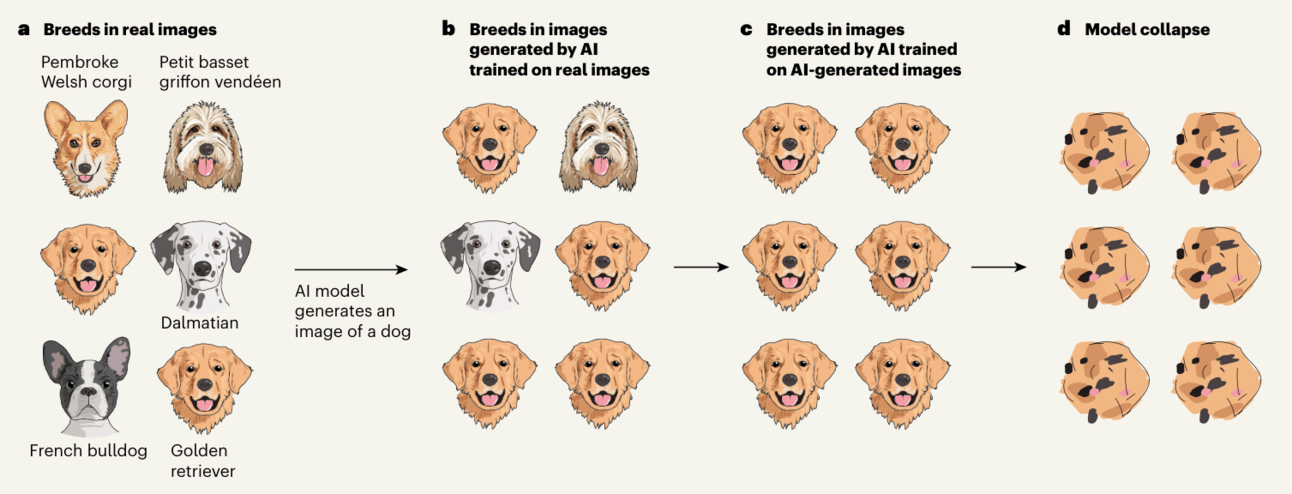 An illustration showing the process of AI model collapse in image generation. The first column (a) displays various dog breeds in real images, including Pembroke Welsh Corgi, Petit Basset Griffon Vendéen, Dalmatian, French Bulldog, and Golden Retriever. The second column (b) shows breeds in images generated by an AI model trained on real images. The third column (c) depicts breeds in images generated by an AI model trained on AI-generated images, showing a higher proportion of Golden Retrievers. The final column (d) illustrates model collapse, where the AI generates distorted images as it loses track of the true diversity of dog breeds