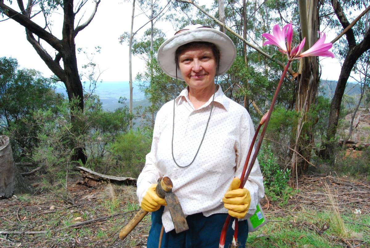 belladonna lily weed in the blue mountains belladonna lily weed in the blue mountains