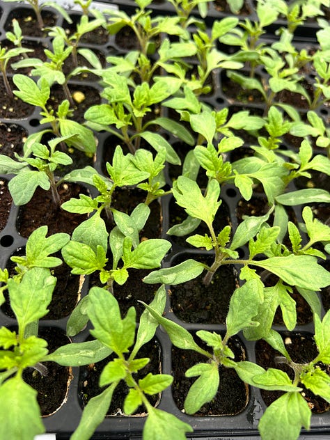 A gallery of six images: tomato seedlings in pots, many collards in a tray, many bok choy in a tray, shiso seedlings in a tray, tomato seedlings in a tray, and a brown paper bag with three stacks of green plant pots.