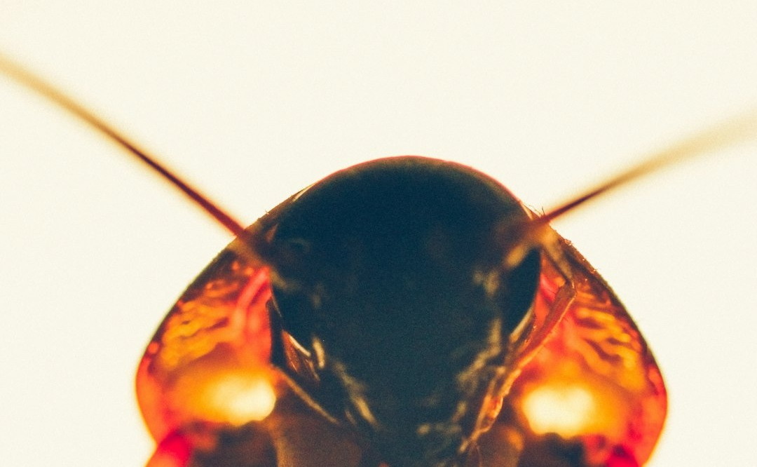 a close up of a bug a close up of a bug