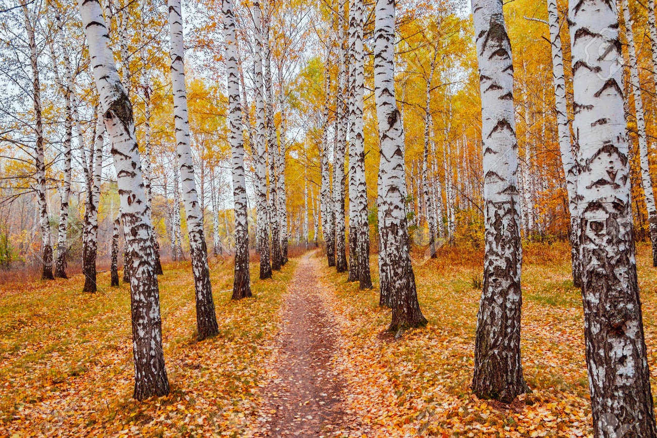 Bosque De Abedules Otoño Fotos, retratos, imágenes y fotografía de archivo  libres de derecho. Image 83403037