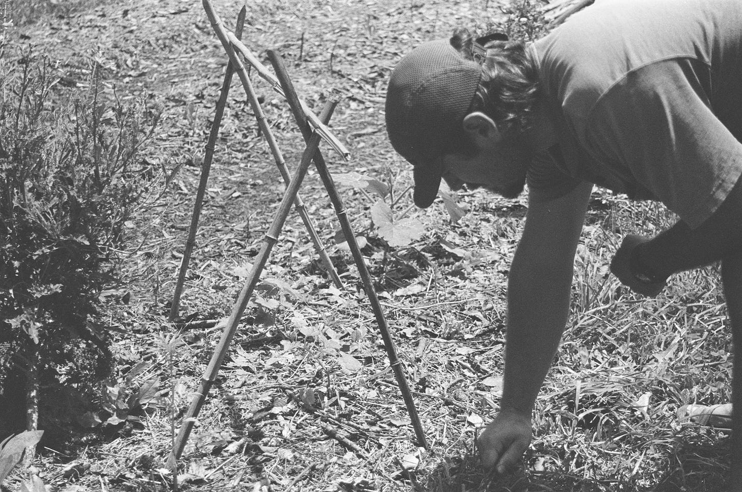 bamboo trellis, budding garden, man planting, man covering the soil, soil cover, cover crop, gardening, organic, outside, black and white, film photography