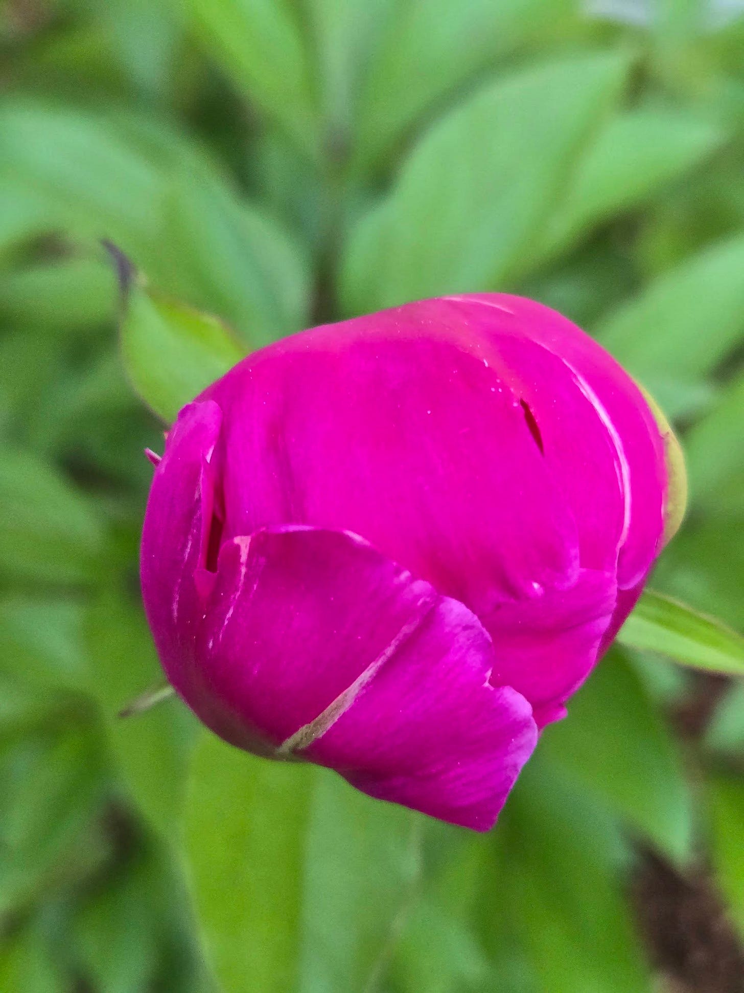 May be an image of peony