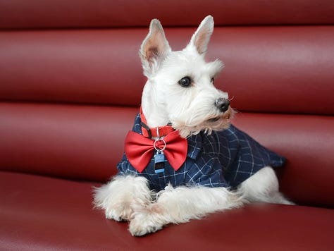 senior dog