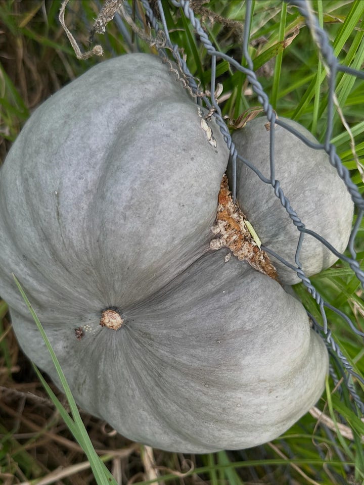 Some beautiful rainbows and sunsets in the valley, some quality winding down time with the pumpkins and the poor pumpkin that grew through the fence and needed to be surgically removed 🥹