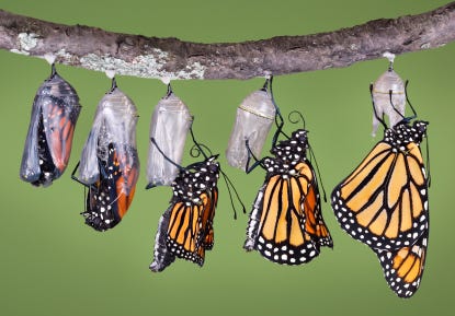 Peeking Inside the Chrysalis: Metamorphosis in 3-D - Promega Connections Peeking Inside the Chrysalis: Metamorphosis in 3-D - Promega Connections
