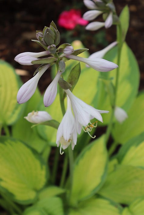 L-R Plantain Lilies, bicolored petunias, pale yellow marigold