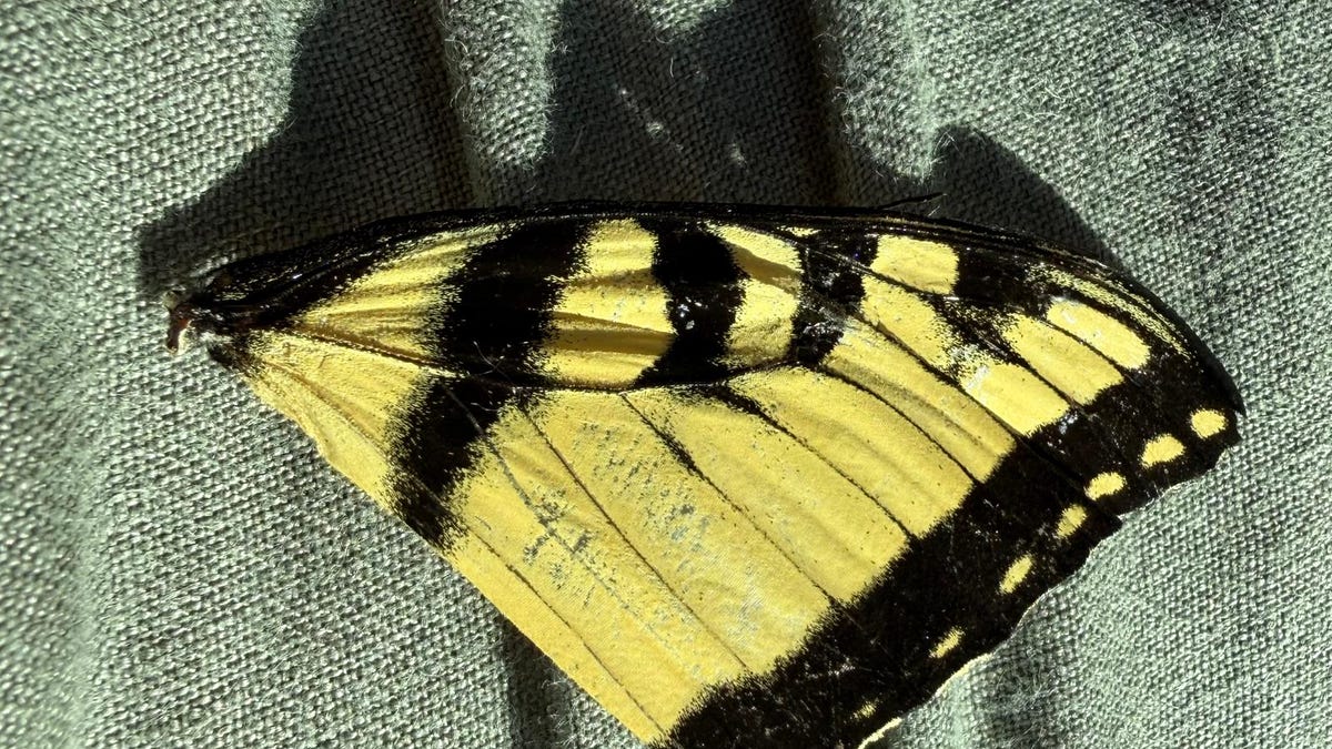 A Butterfly Wing In A Parking Lot