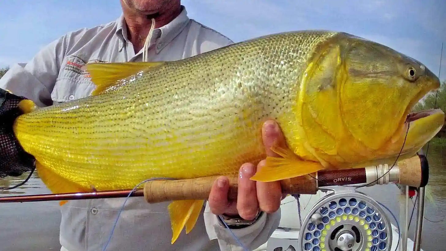Angler with a beautiful golden dorado while fly fishing the lower Parana River in Argentina.