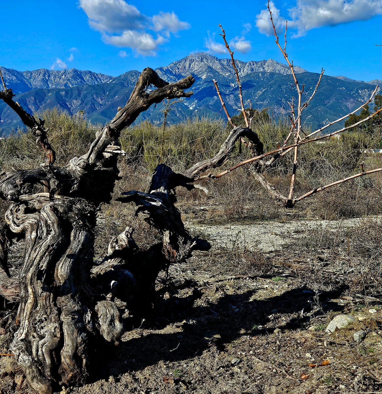 Gnarled, twisted trunk of a century-old Mission grape vine in the Cucamonga Valley, with snow-capped San Gabriel Mountains in the background under a blue sky.