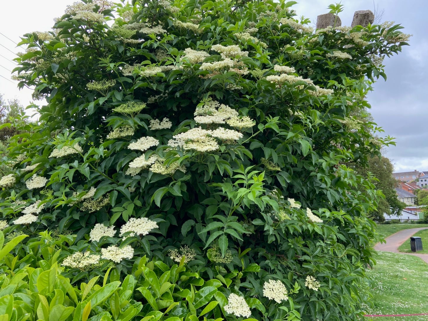Largeelder bush with panicles of white flowers