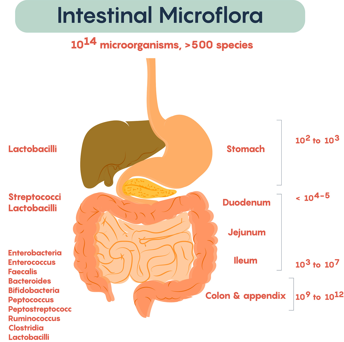 File:Composition and distribution of intestinal microflora.jpg - Wikimedia  Commons