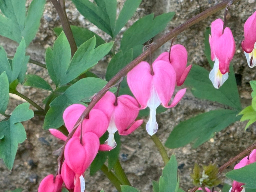 A close up of pink flowers

AI-generated content may be incorrect.