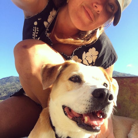 photos of Lody, a brown and white mutt with a very adorable face, in various places around the world