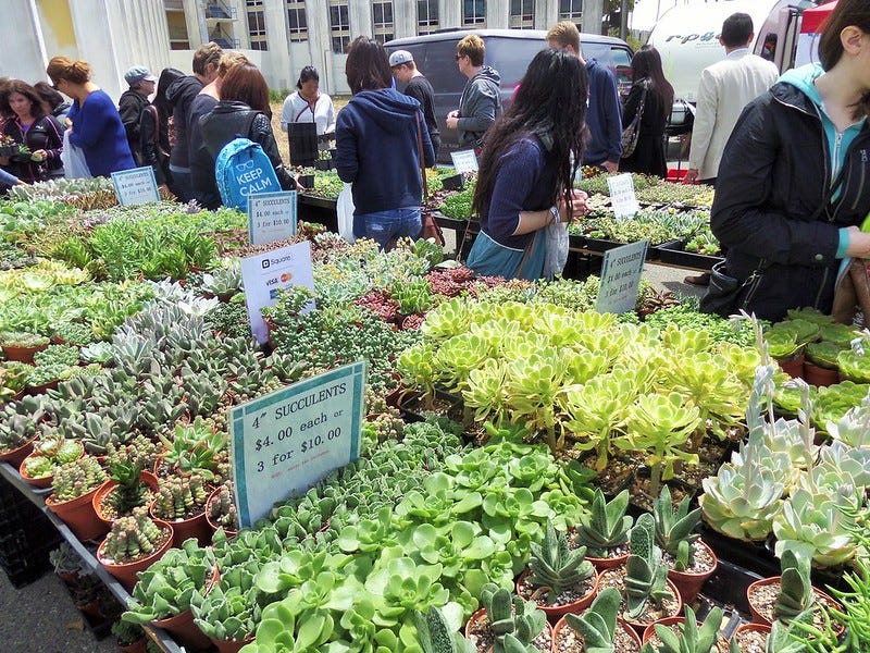 Succulents Succulents
