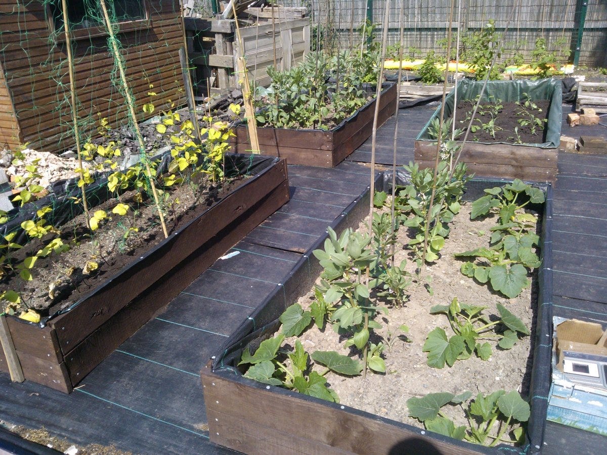 How to Build Raised Beds and Keep a Weed-Free, Low-Maintenance Allotment or Vegetable Plot - Dengarden How to Build Raised Beds and Keep a Weed-Free, Low-Maintenance Allotment or Vegetable Plot - Dengarden