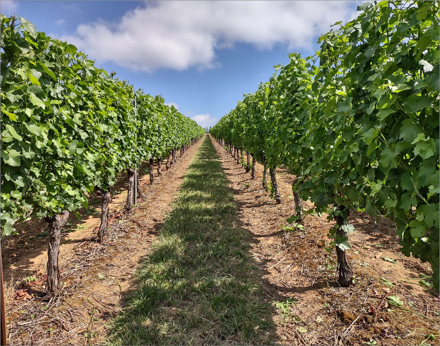 Canopy management at Amalie Robert Estate.