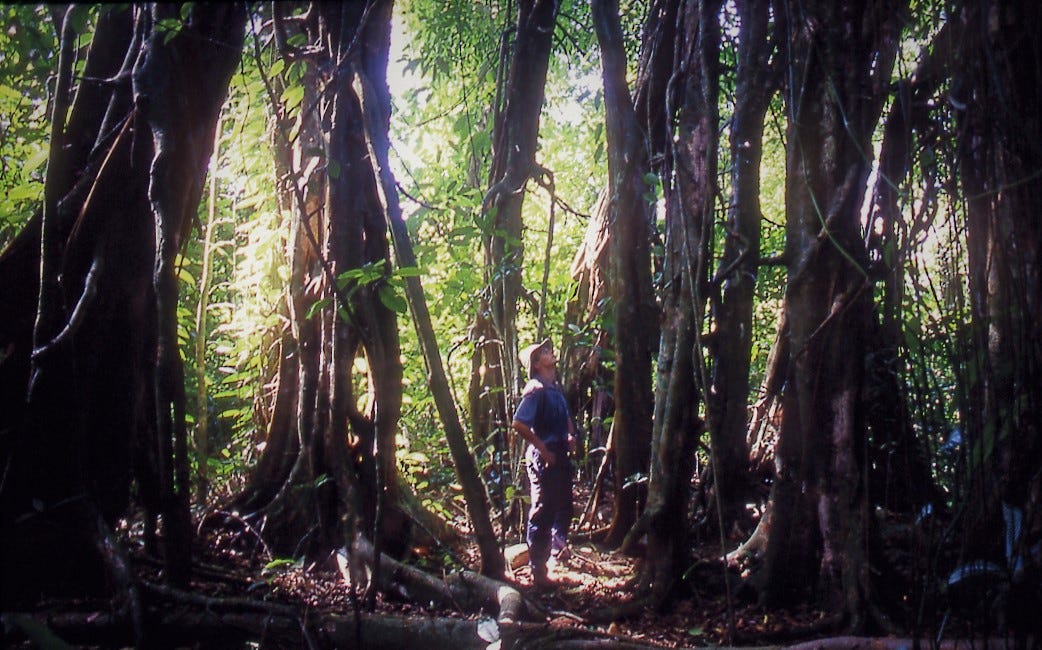 How forests can change our hearts and minds