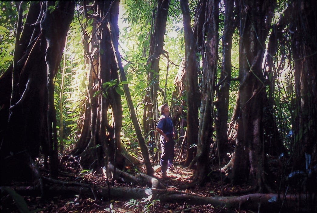 Biologist Rhett Harrison surrounded by many aerial roots of a single strangler fig (Ficus virens) on Long Island, Papua New Guinea Biologist Rhett Harrison surrounded by many aerial roots of a single strangler fig (Ficus virens) on Long Island, Papua New Guinea