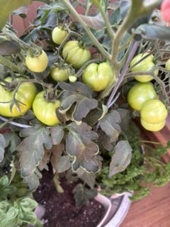 Herbs and tomato plants growing in pots.