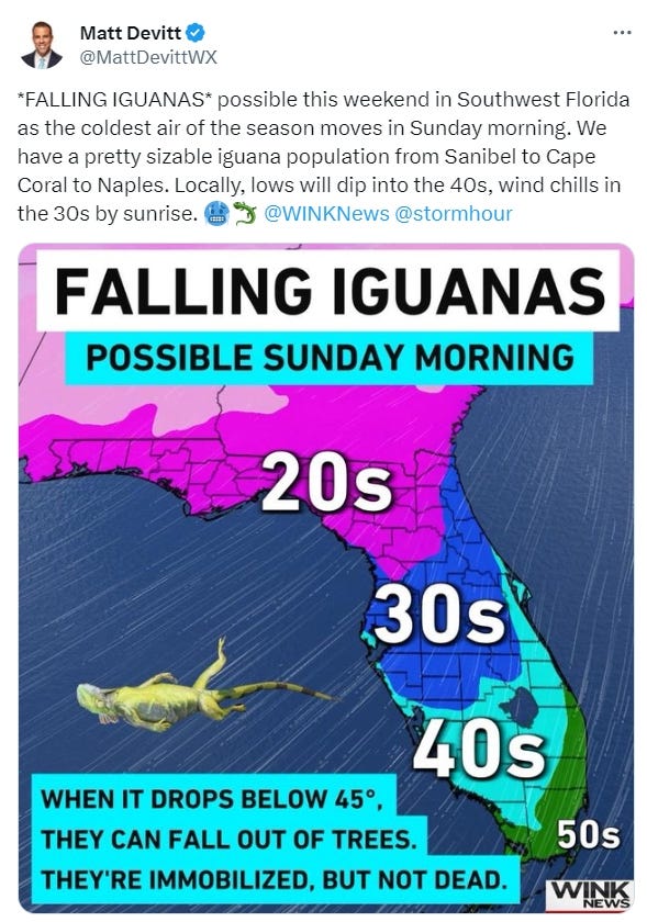 fallingiguanas23.jpg