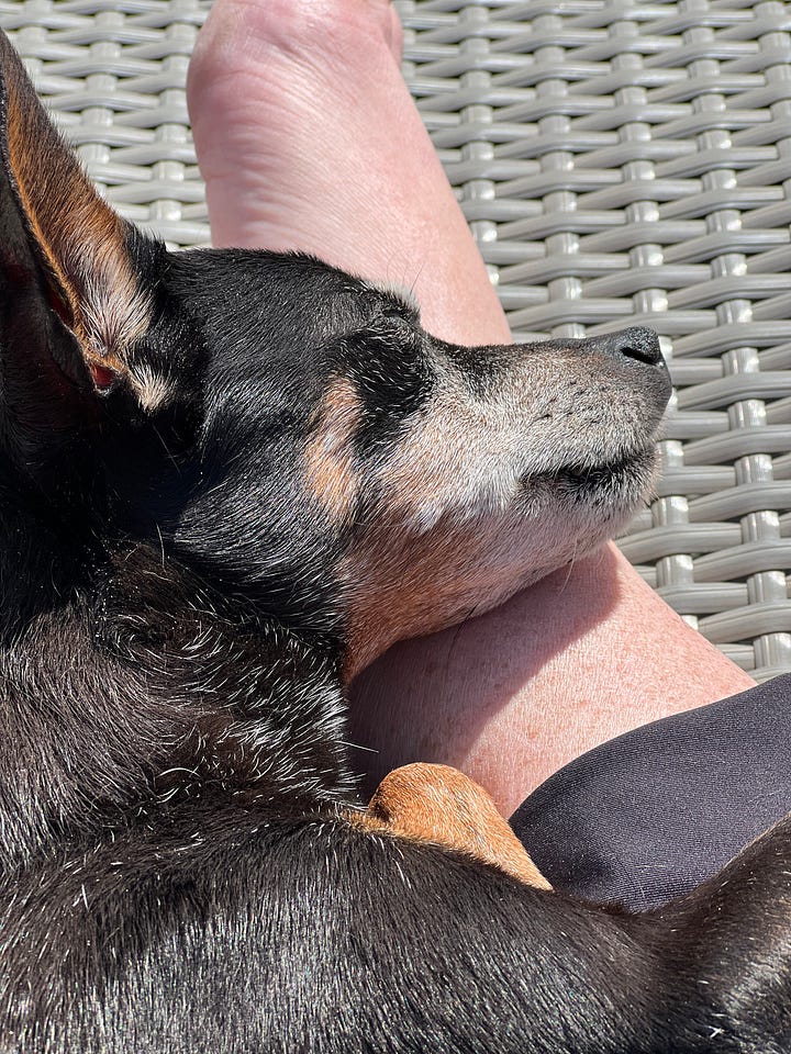 A Small Dog Named Paco