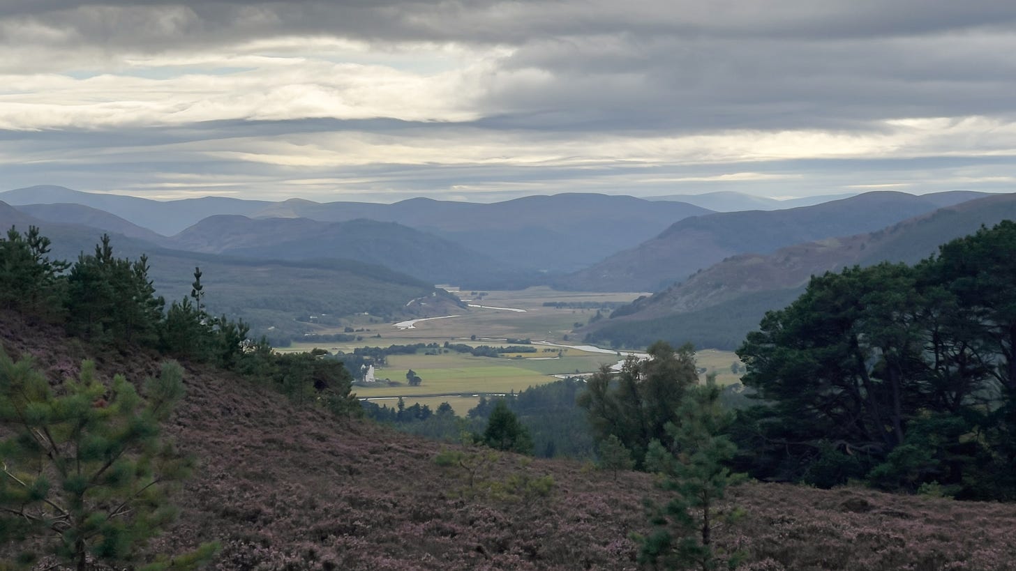 A high vantage point overlooking a clearing in the forest, with blooming purple heather in the foreground. Below, a green valley unfolds into the distance, ending in the hazy outline of the Grampian Mountains. The landscape feels vast, remote, and untouched by people.