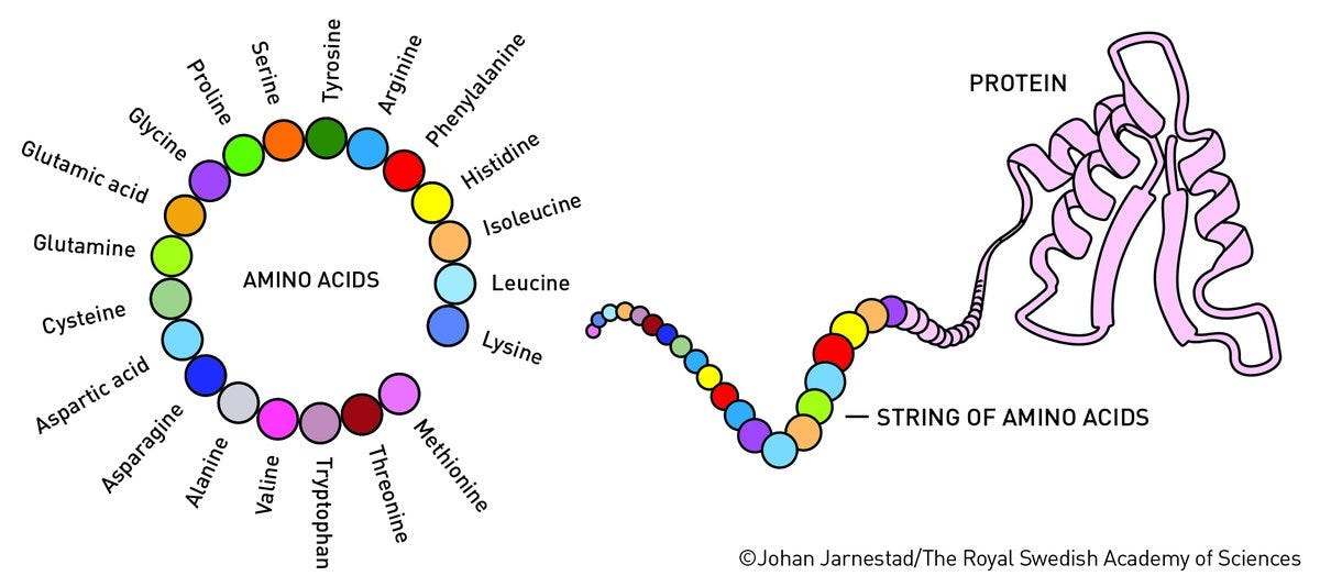 The Nobel Prize on X: "Proteins can be described as brilliant chemical  tools. They are generally built from 20 amino acids that can be combined in  endless ways. Using the information stored
