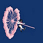 xoantoinette_0_'s avatar