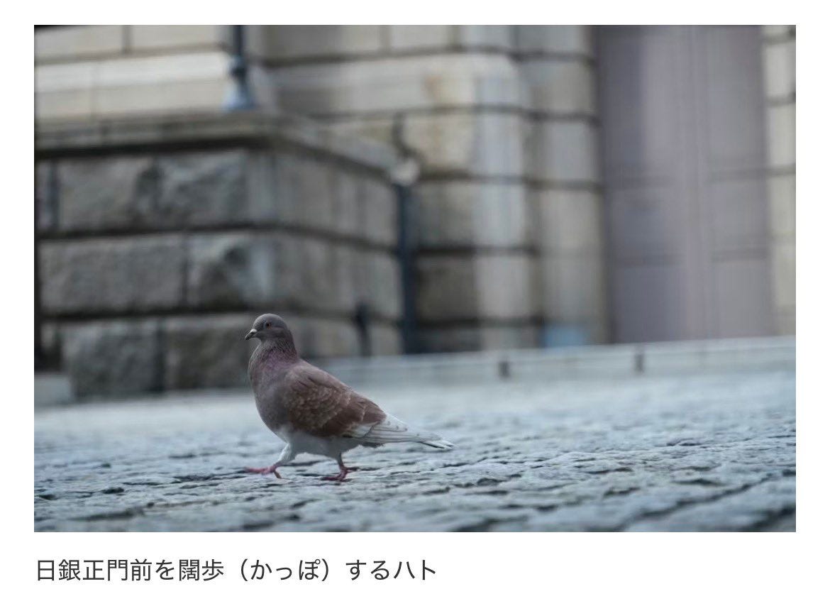 日銀正門前を闊歩(かっぽ)するハト" この写真いる?('ε'*) 日銀正門前を闊歩(かっぽ)するハト" この写真いる?('ε'*)