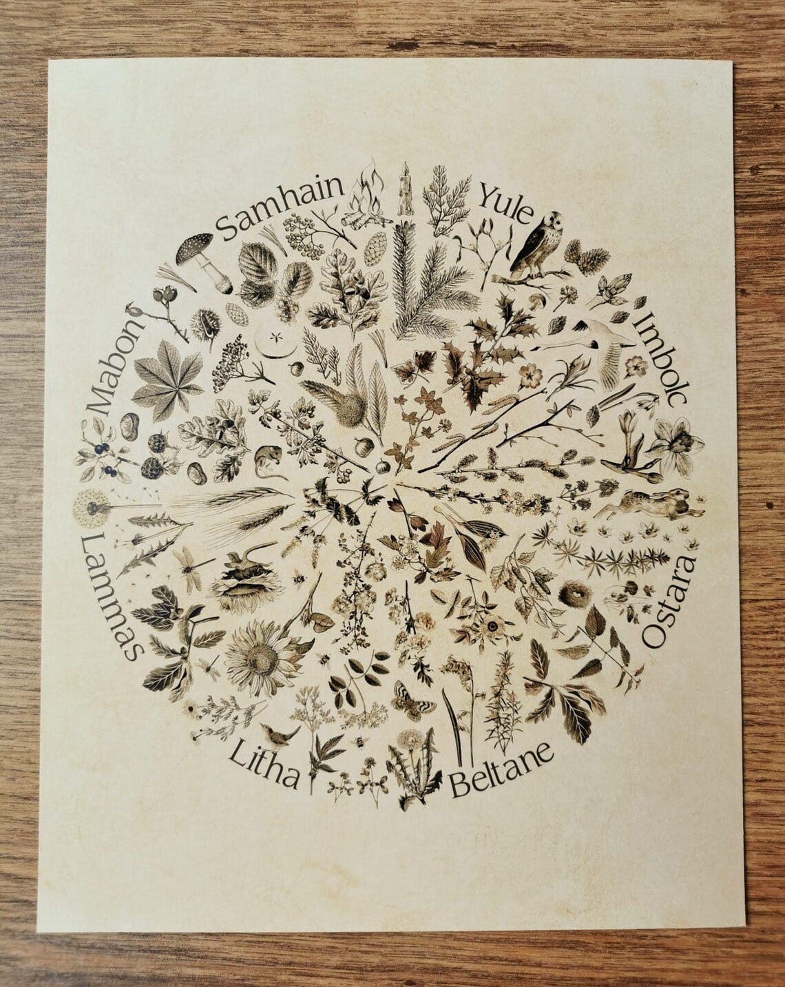 Large Wheel of the Year 11x14 print. Infographic. Yearly cycle, Seasonal cycle. Pagan. Celtic Festivals. Nature. Wall Art, Print Wild Fen image 6