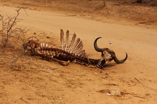 Skeleton Of A Dead Buffalo At Kruger National Park Stock Photo - Download Image Now - iStock Skeleton Of A Dead Buffalo At Kruger National Park Stock Photo - Download Image Now - iStock