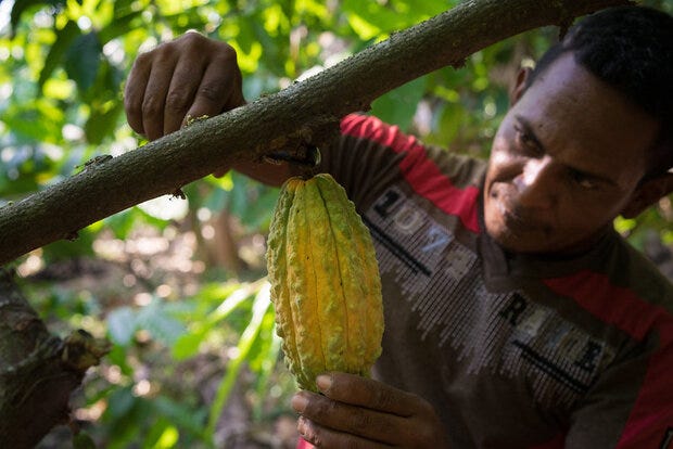 Cacao pod cutting