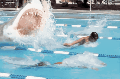 Shark chasing swimmers