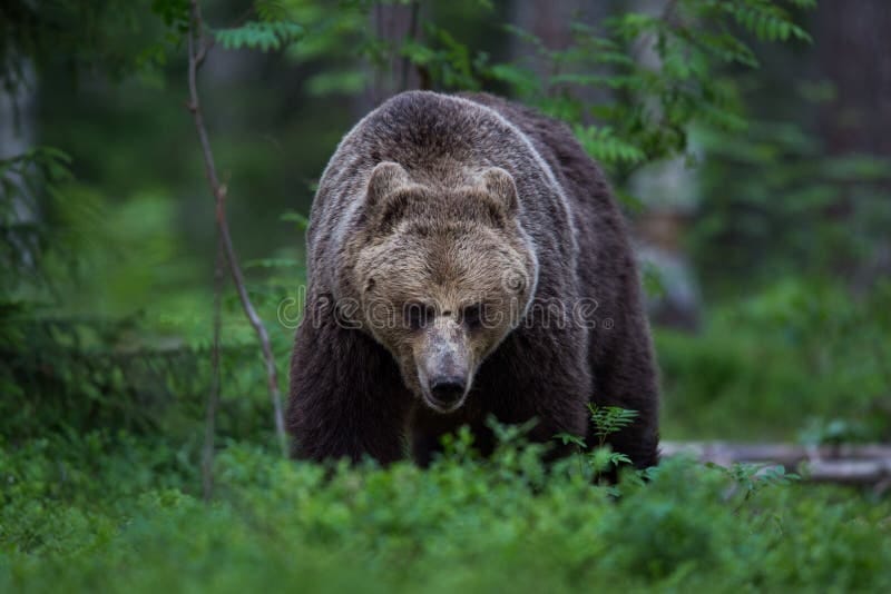 417 Scary Bear Woods Stock Photos - Free & Royalty-Free Stock Photos from  Dreamstime