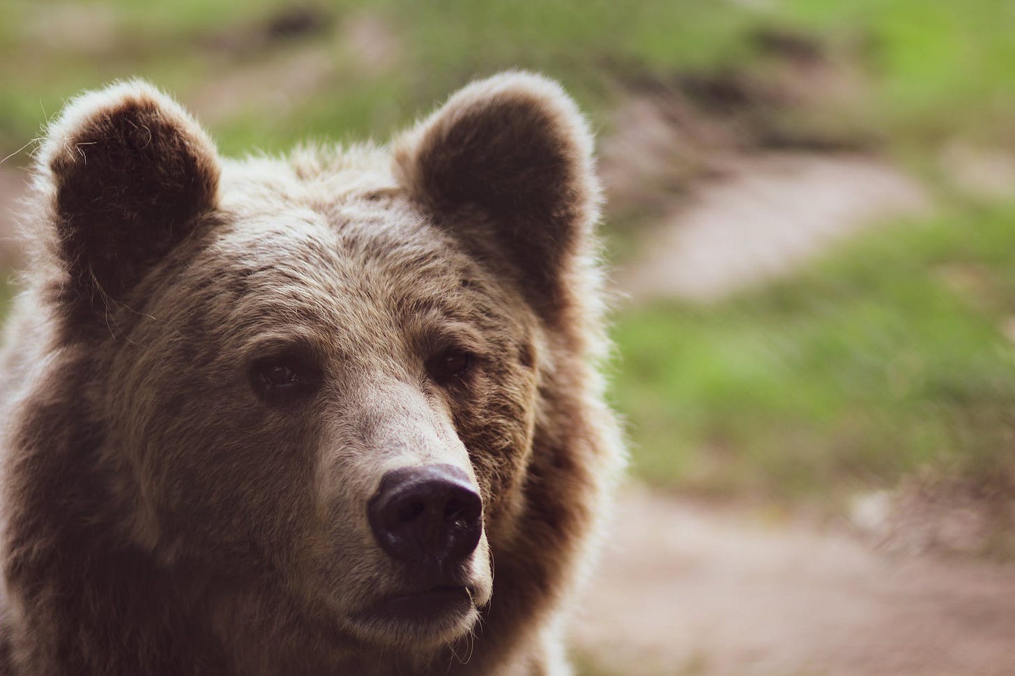 brown bear shallow focus photography brown bear shallow focus photography