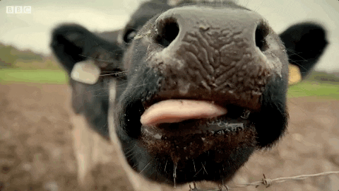 Licking Bbc GIF by Top Gear Licking Bbc GIF by Top Gear